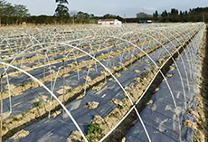 frp rod for arch beam