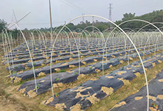 frp rod for arch beam